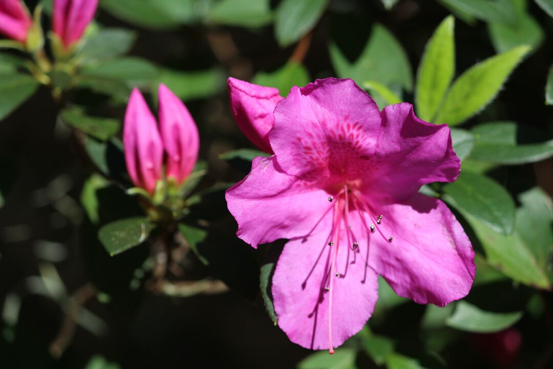 Chinsegut Azaleas