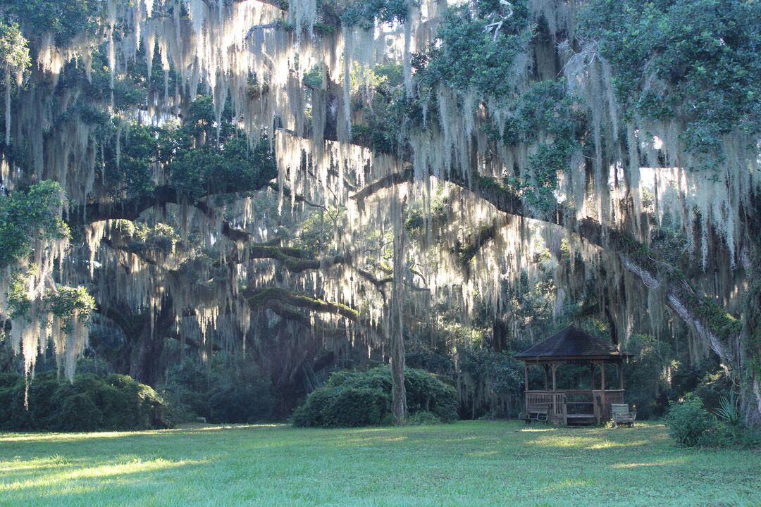 Ancient Oaks, Chinsegut Hill Retreat, Brooksville