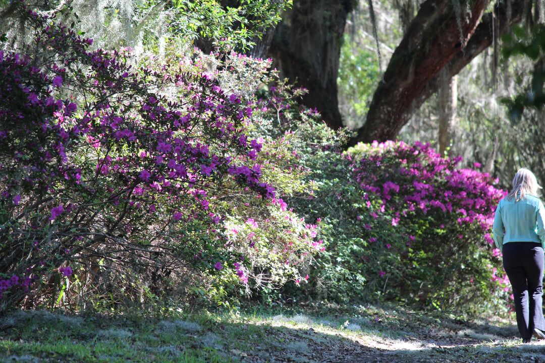 Chinsegut Azaleas