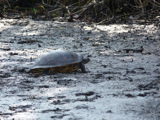 Turtle  WW River(1)