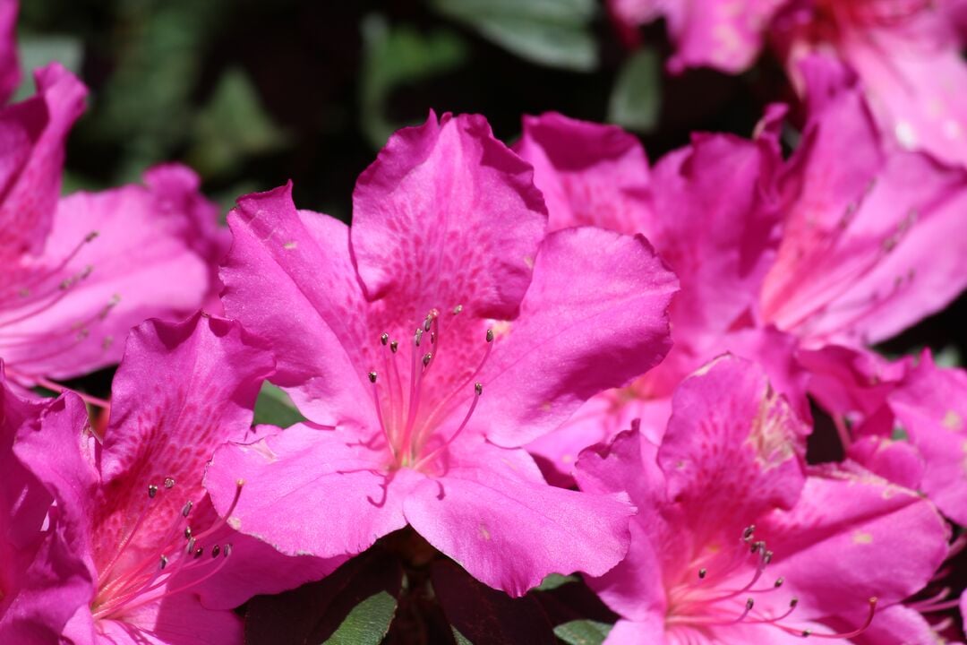 Chinsegut Azaleas