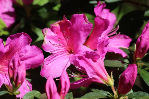 Chinsegut Azaleas