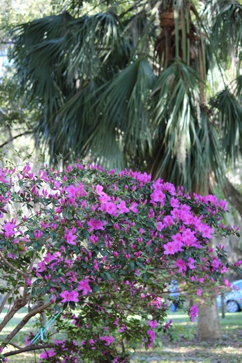 Chinsegut Azaleas