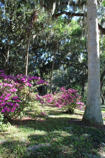 Chinsegut Azaleas