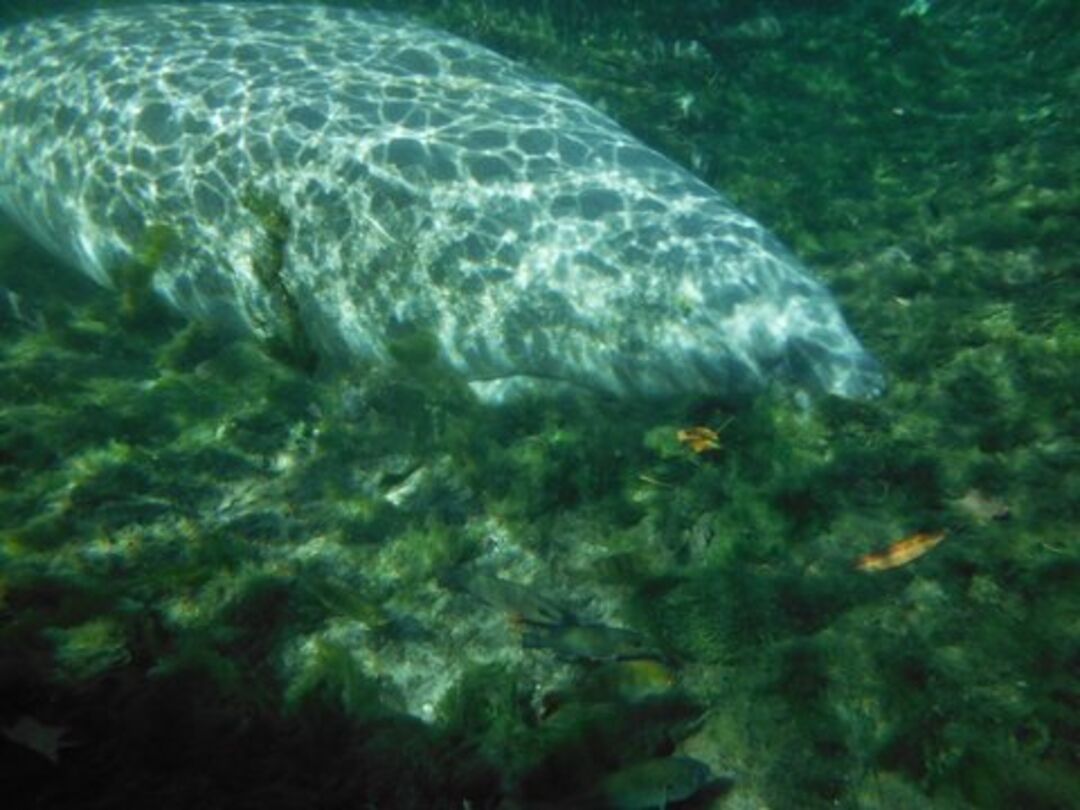 weeki wachee Manatee