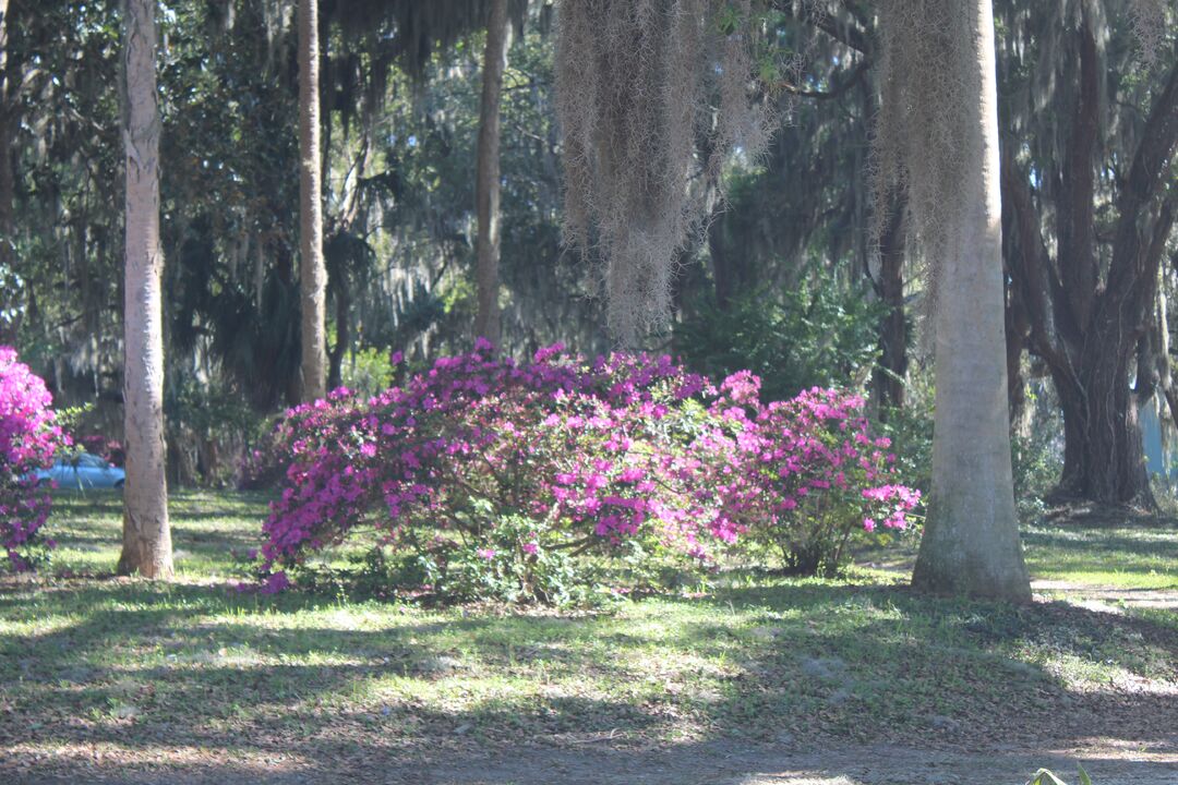 Chinsegut Azaleas