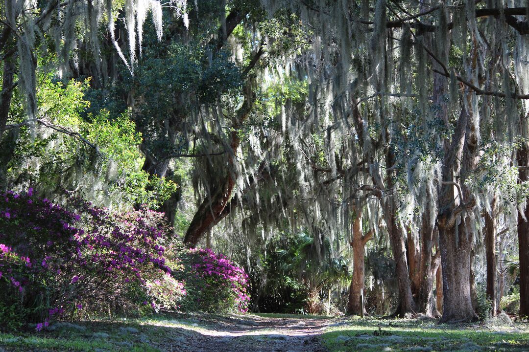 Chinsegut Azaleas