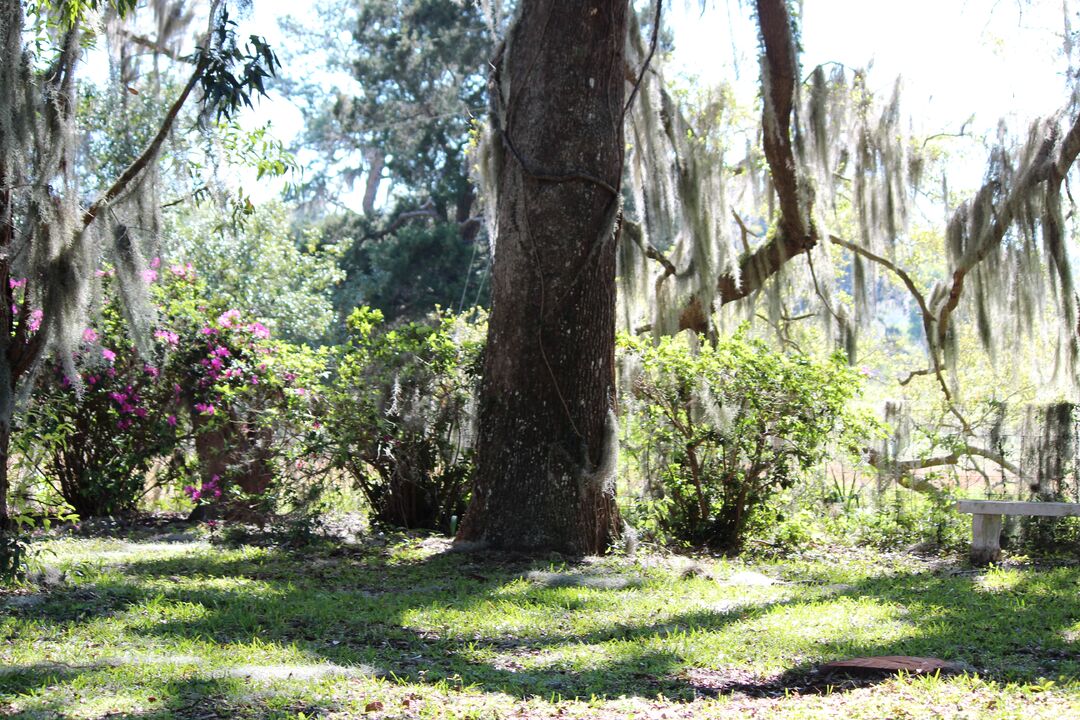 Chinsegut Azaleas