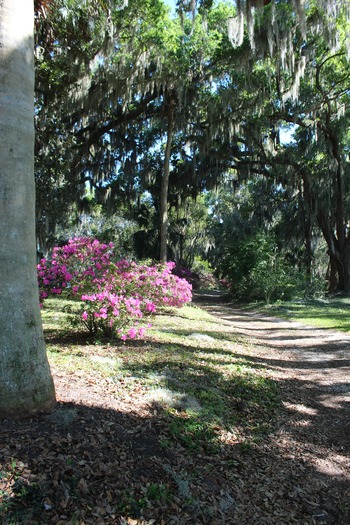 Chinsegut Azaleas