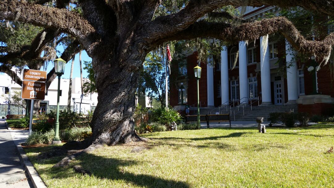 Brooksville Courthouse Oak Tree