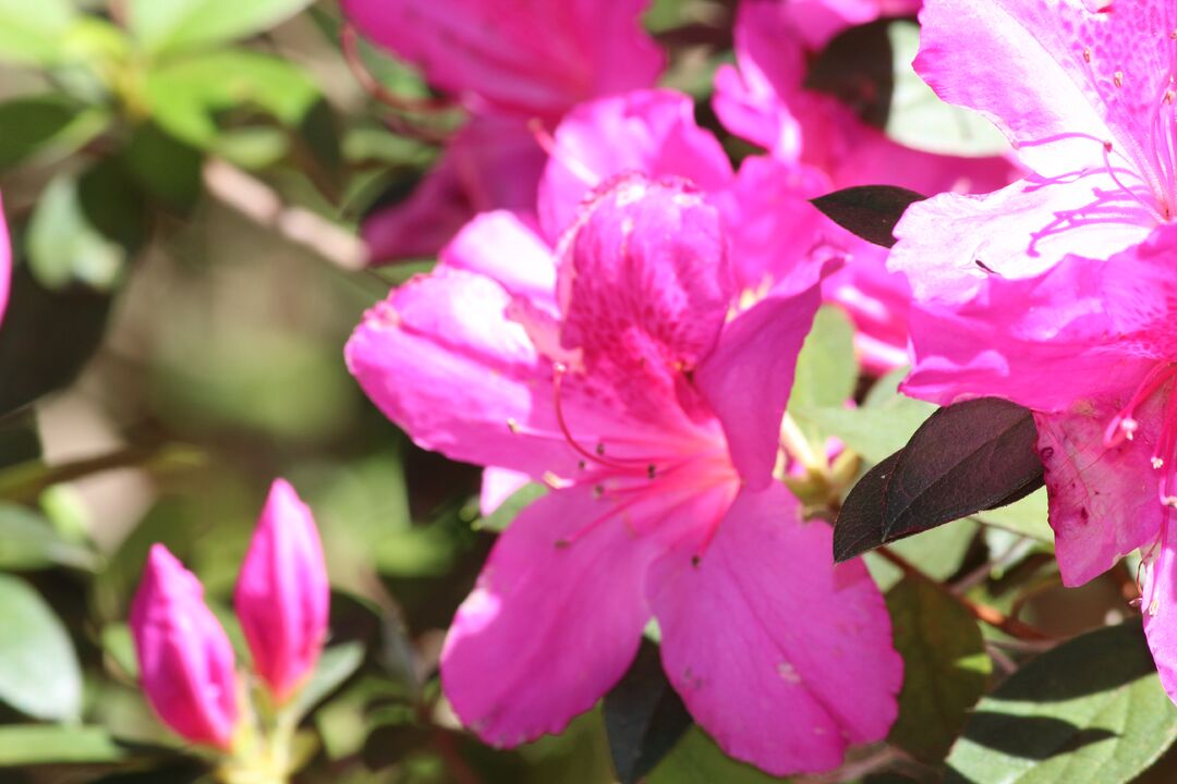 Chinsegut Azaleas