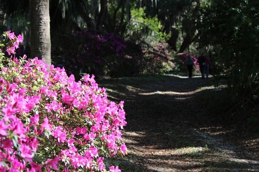 Chinsegut Azaleas