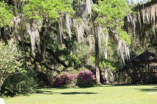 Chinsegut Azaleas