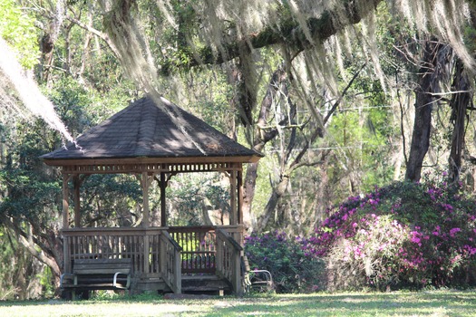 Chinsegut Azaleas