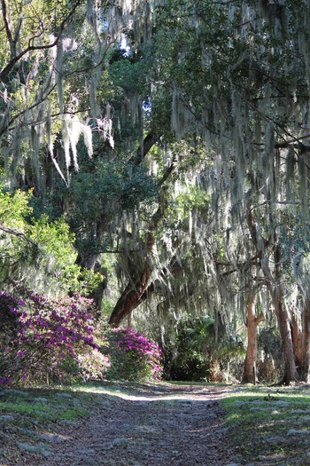 Chinsegut Azaleas