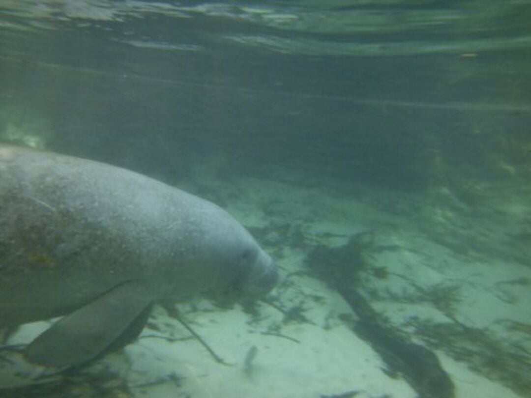 weeki wachee Manatee