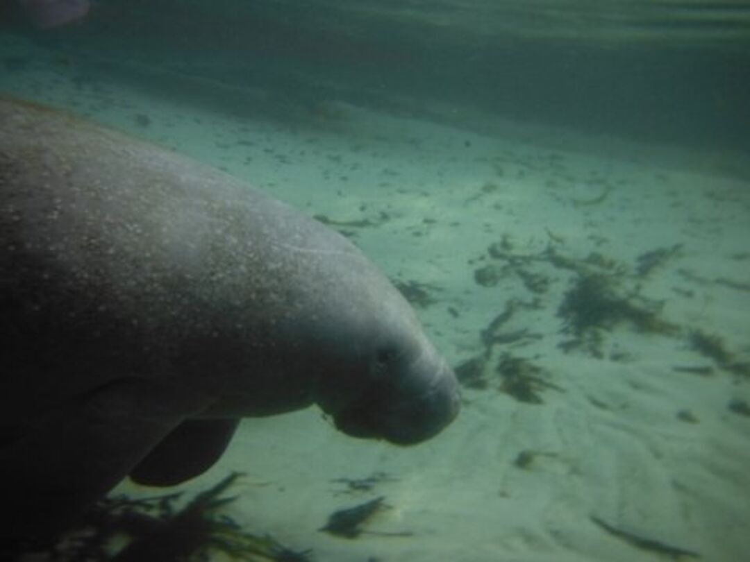 weeki wachee Manatee