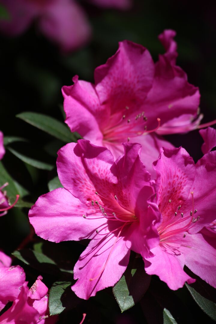 Chinsegut Azaleas