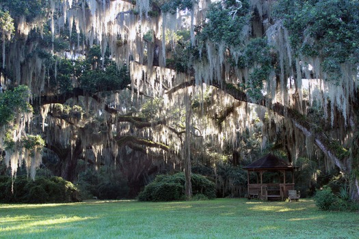 Chinsegut Azaleas