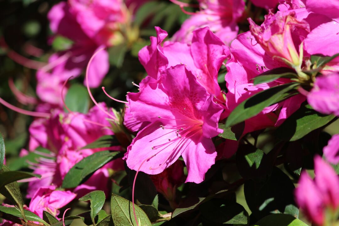 Chinsegut Azaleas