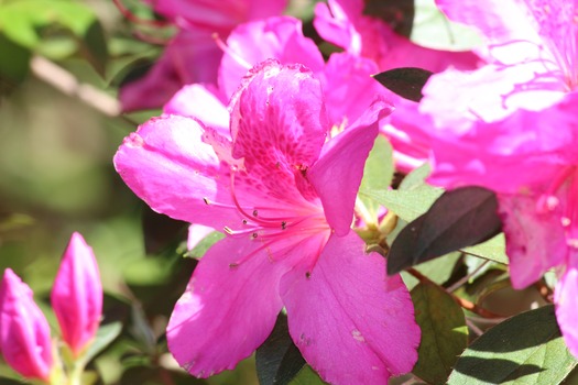 Chinsegut Azaleas