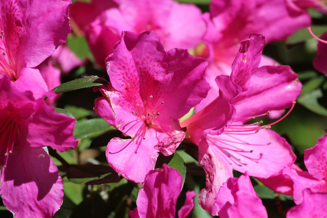 Chinsegut Azaleas