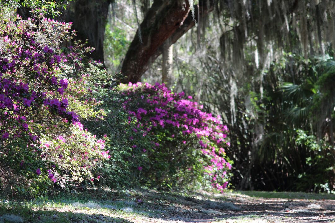 Chinsegut Azaleas