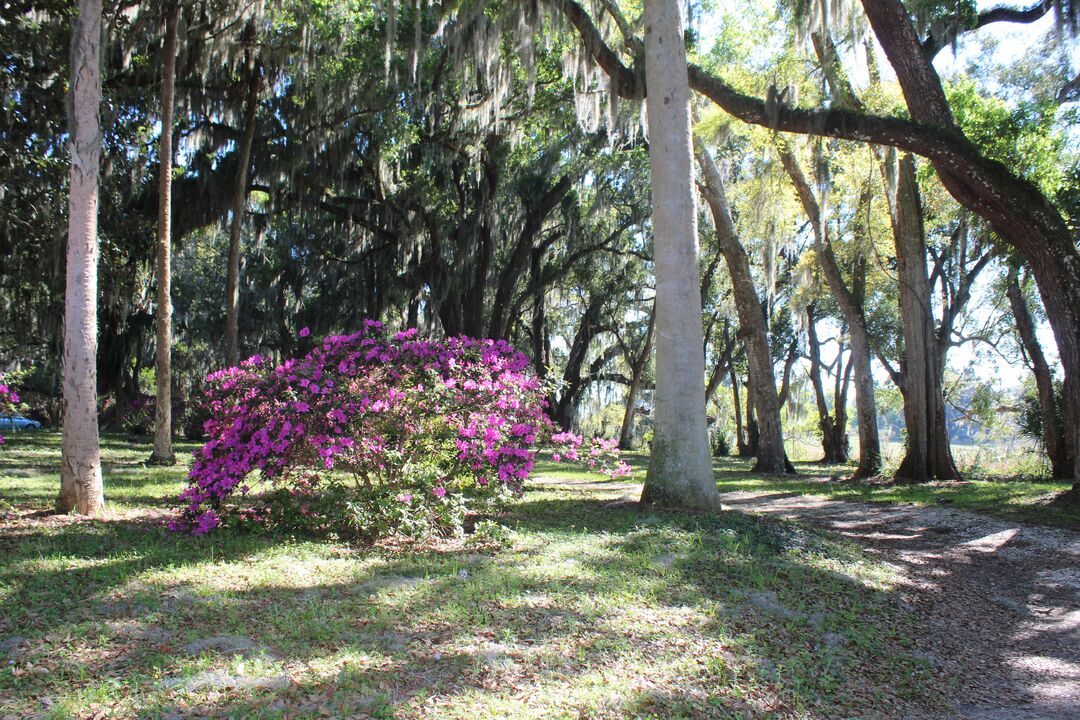 Chinsegut Azaleas