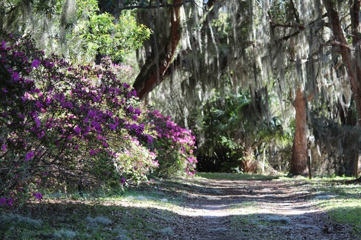 Chinsegut Azaleas