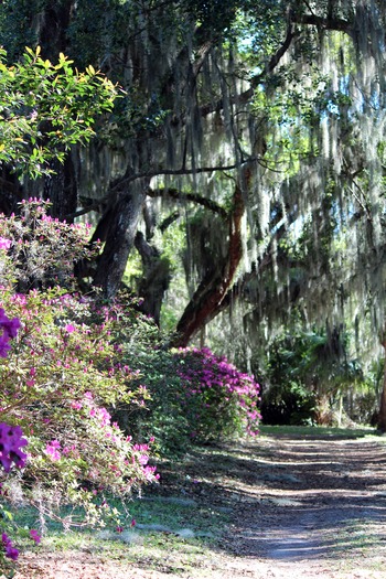 Chinsegut Azaleas