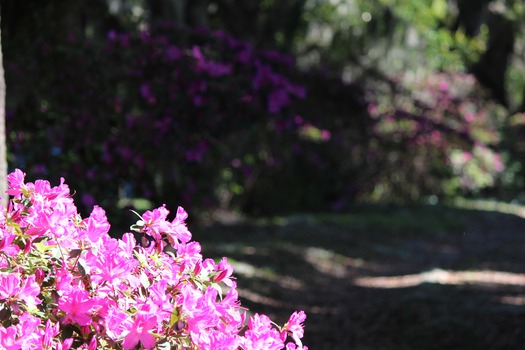 Chinsegut Azaleas