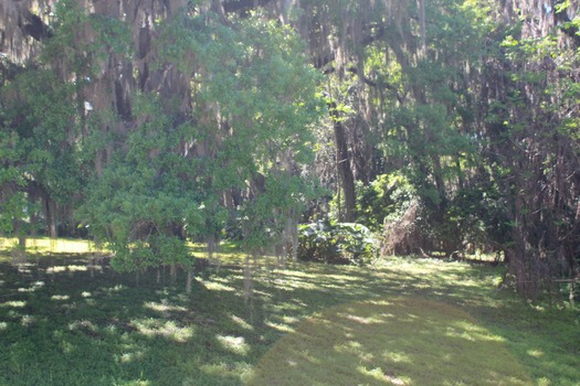 Chinsegut Azaleas