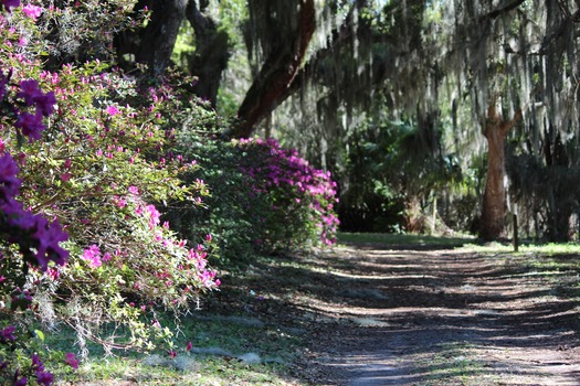 Chinsegut Azaleas