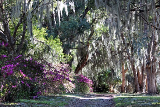 Chinsegut Azaleas