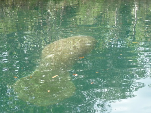 Manatee at Hosp Hole (1)