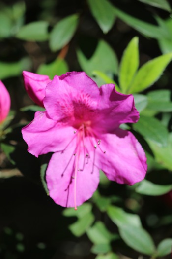 Chinsegut Azaleas