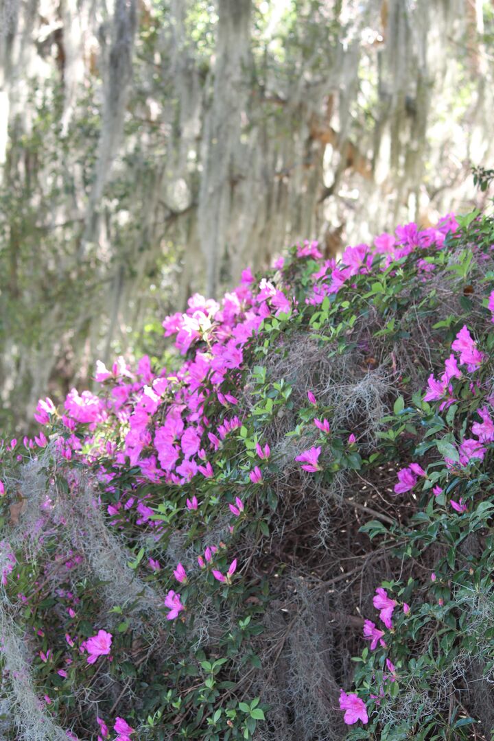 Chinsegut Azaleas