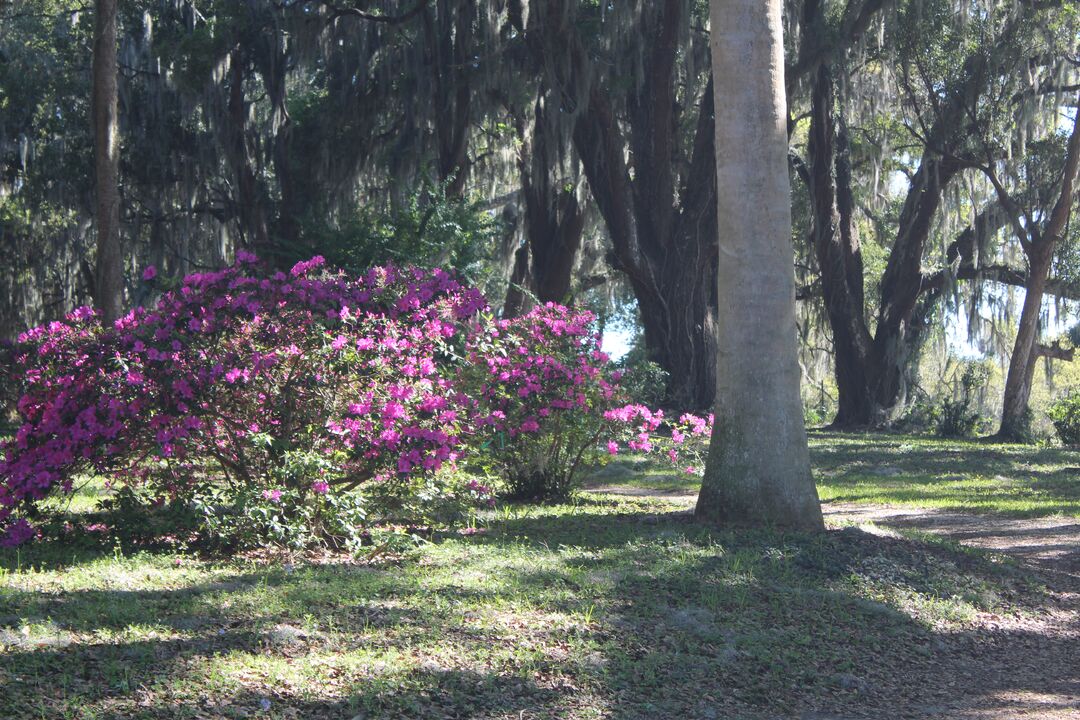 Chinsegut Azaleas