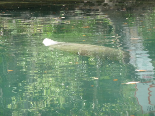 Manatee at Hosp Hole (2)