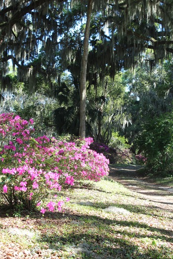 Chinsegut Azaleas