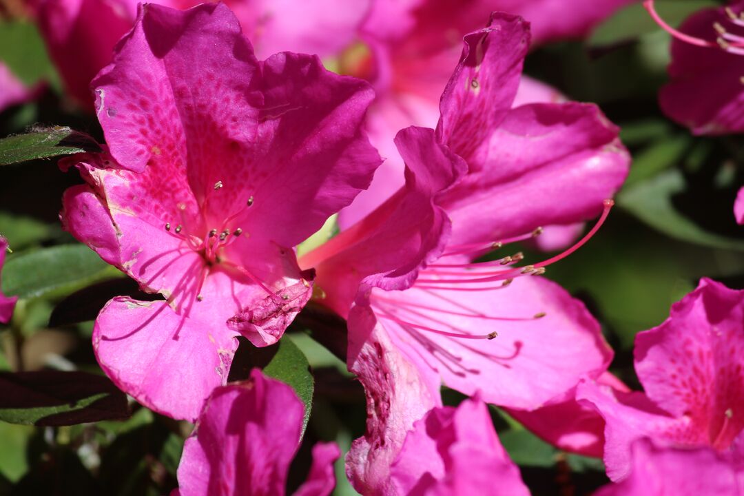 Chinsegut Azaleas