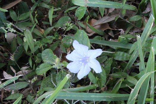 white flower