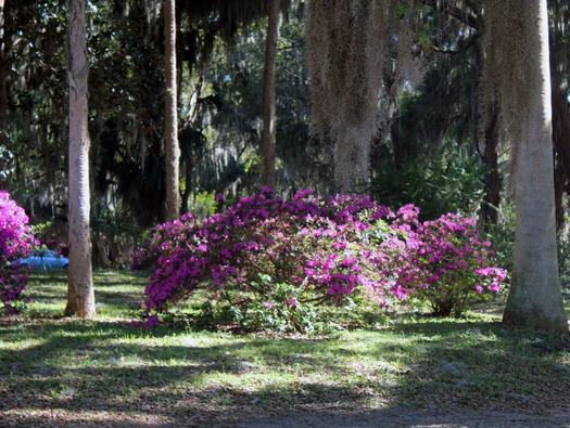 Chinsegut Azaleas