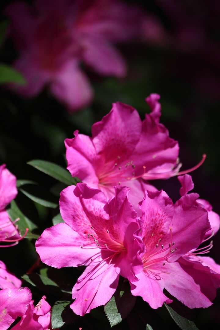 Chinsegut Azaleas