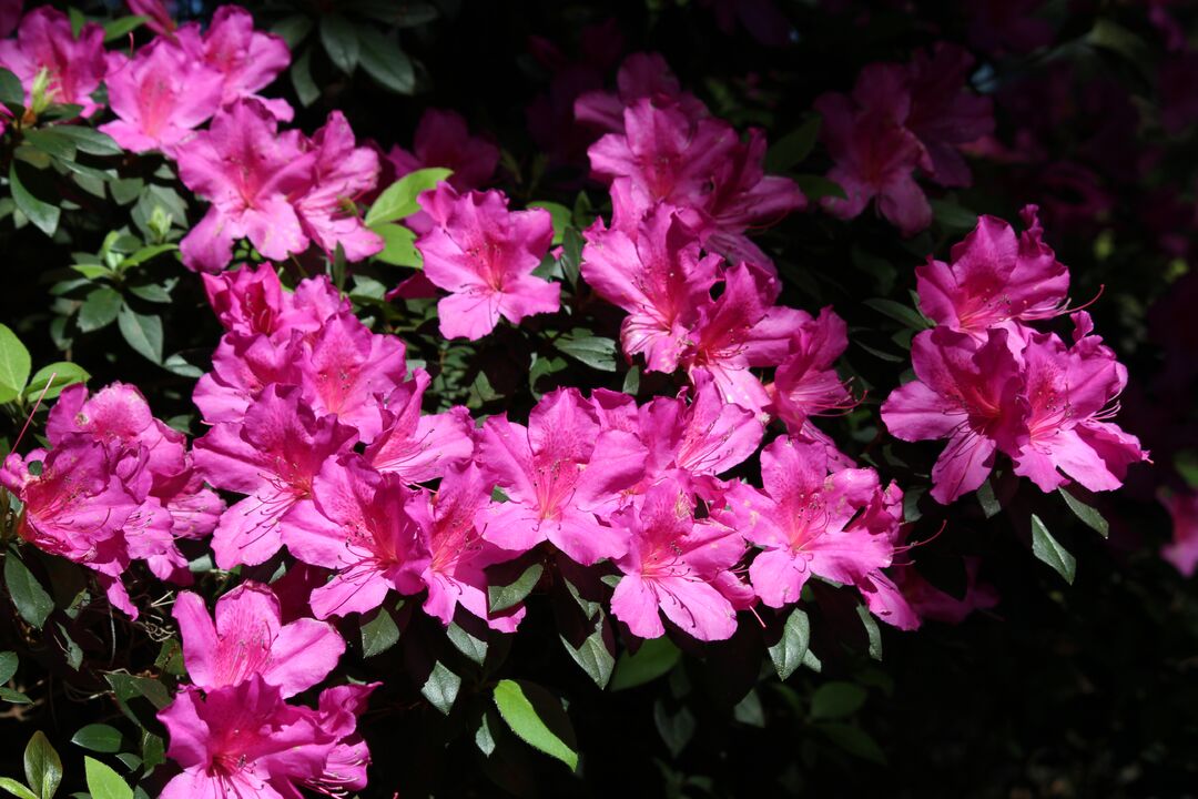 Chinsegut Azaleas