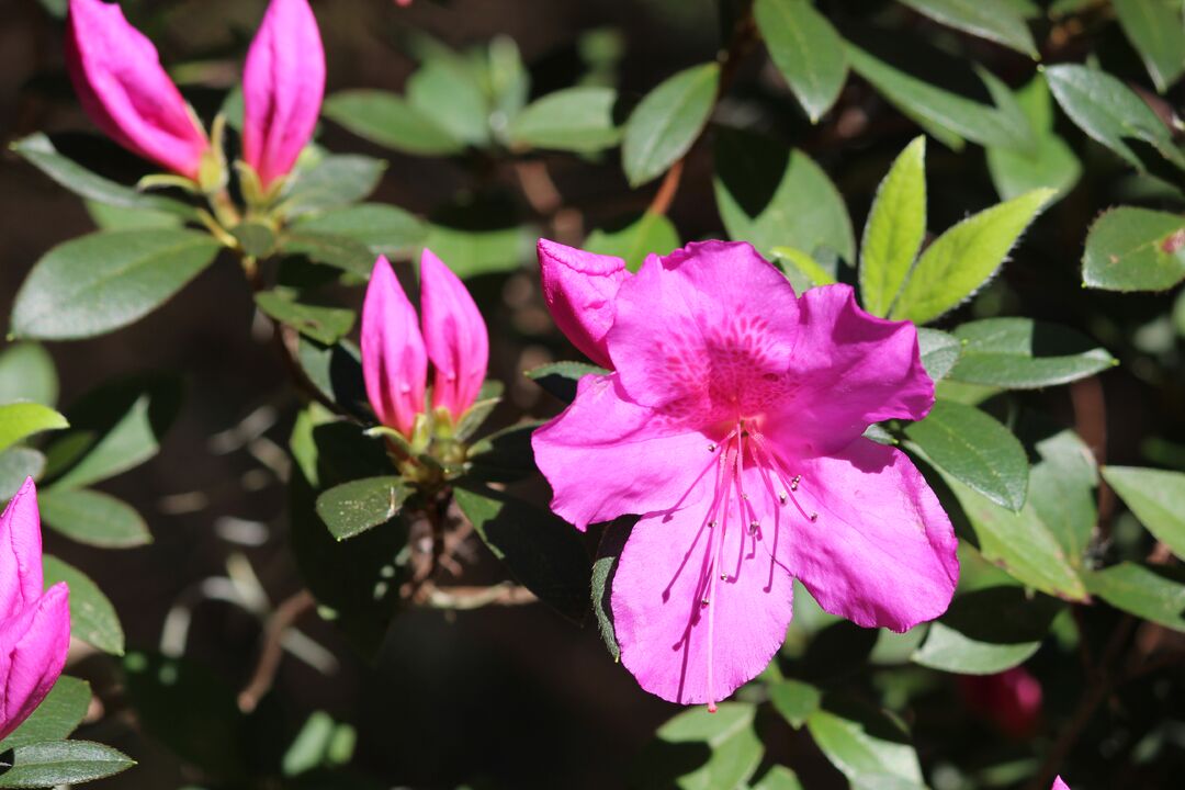 Chinsegut Azaleas