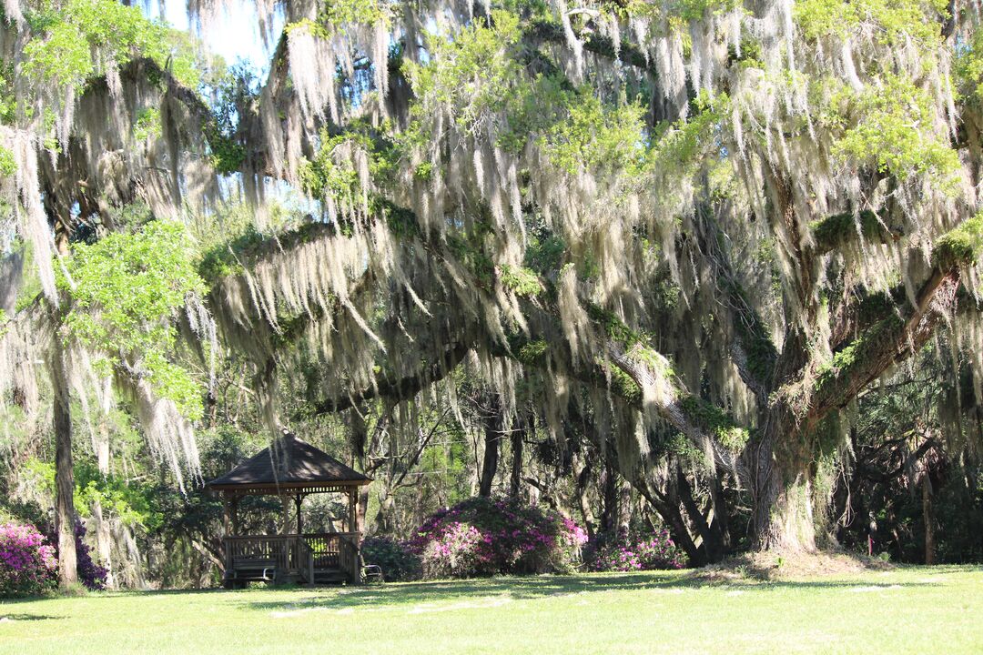 Chinsegut Trees