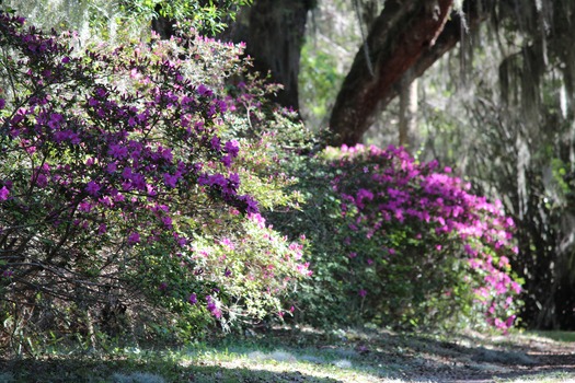 Chinsegut Azaleas