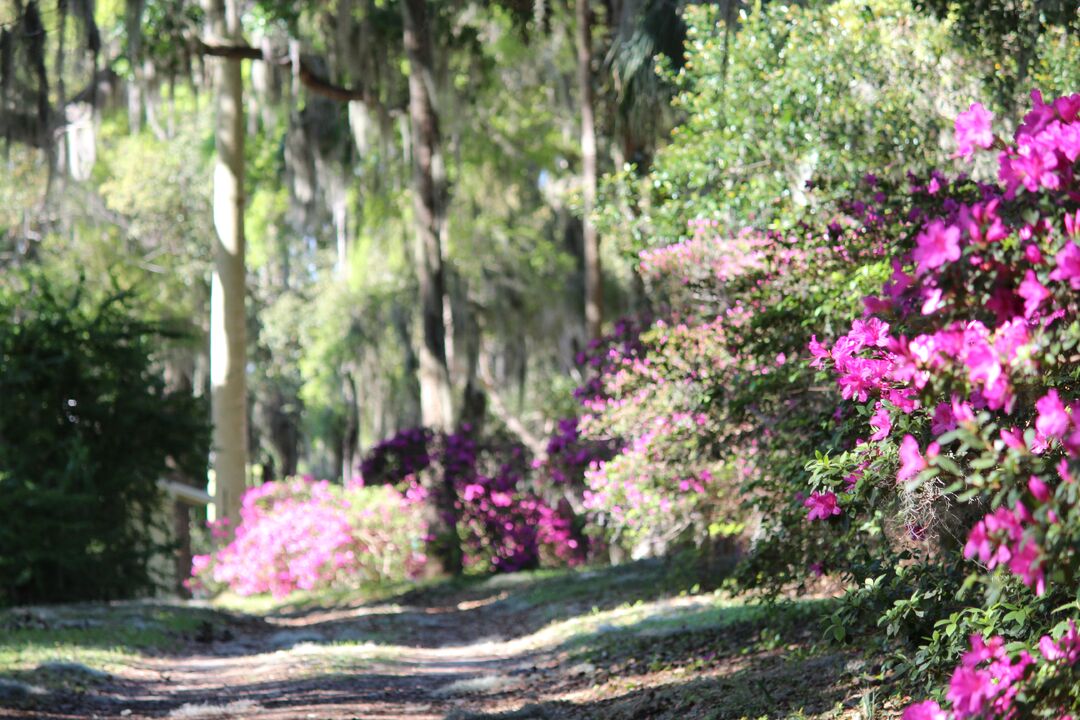 Chinsegut Azaleas