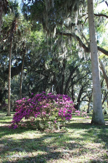 Chinsegut Azaleas